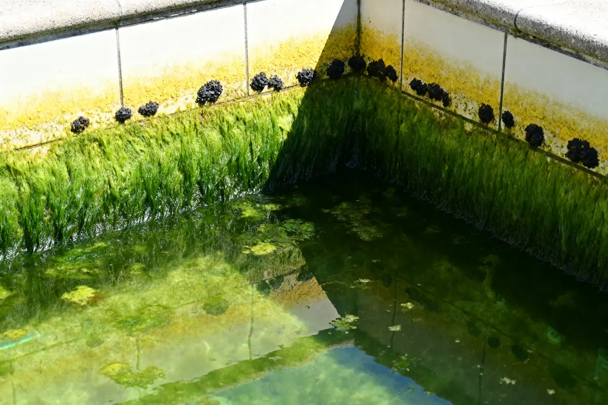 À quoi ressemblent les algues dans une piscine ? Guide & conseils